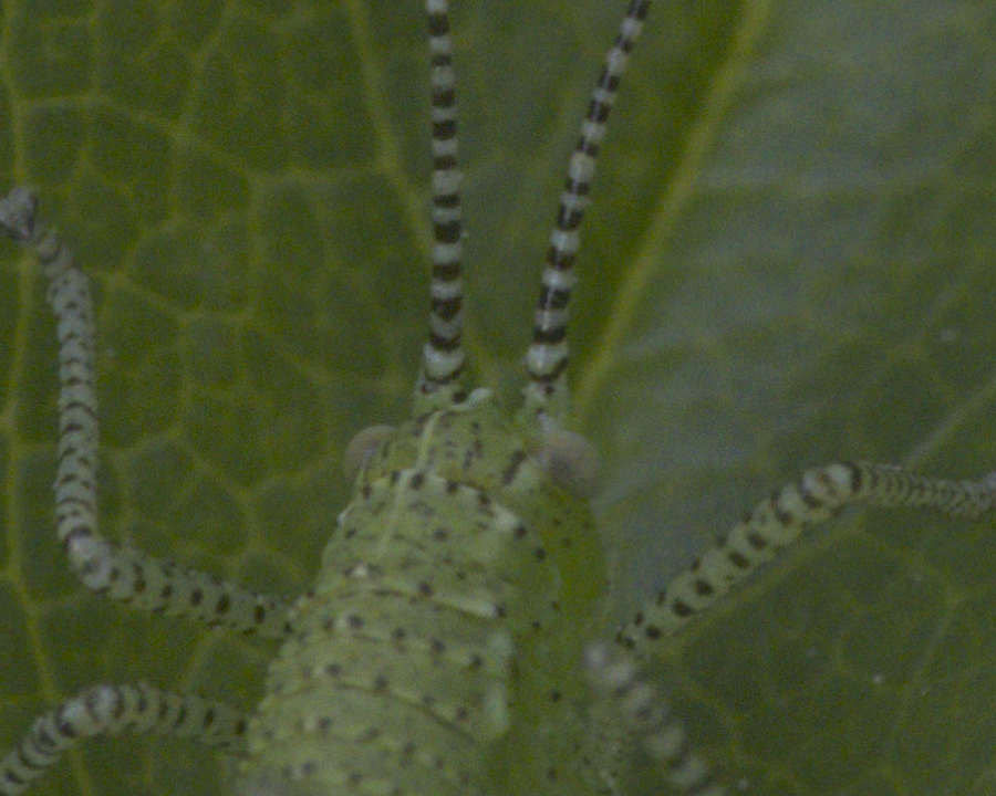 natural light with noise 