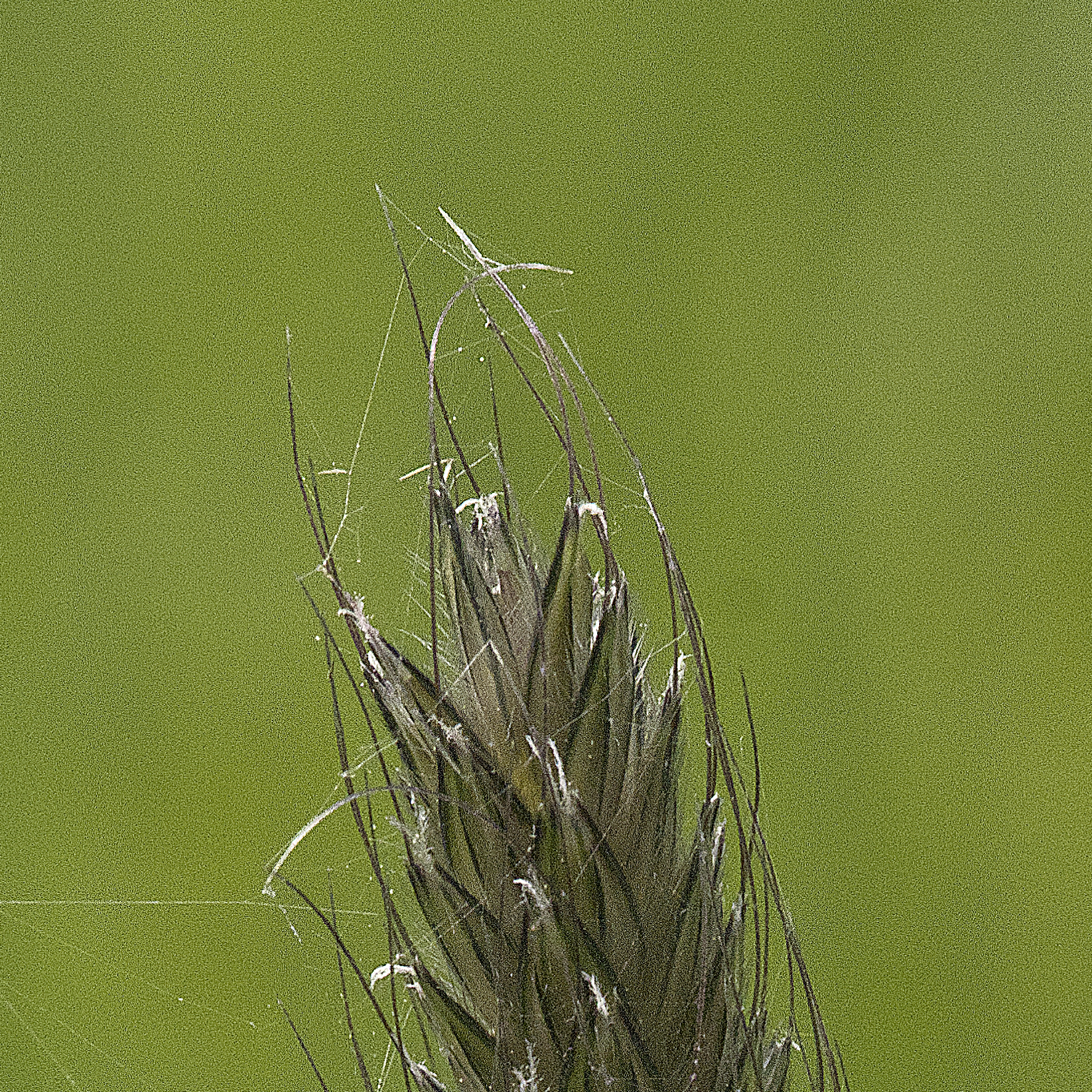 matural light with noise