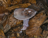 Wood Blewit