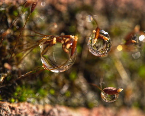 Wet Moss
