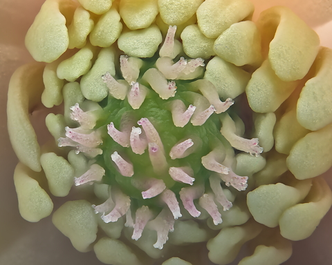 Star Magnolia from Bellows