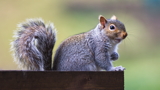Grey Squirrel