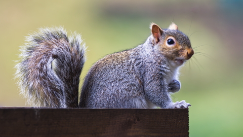 Grey Squirrel