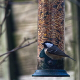 Coal Tit