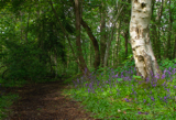 Bluebell Wood