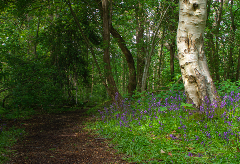 Bluebell Wood