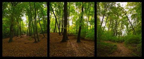Bloom Wood Triptych