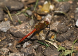 Ruddy Darter
