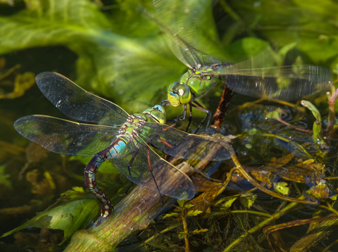 The scene shows 2 dragonflies facing each other  diagonally from upper left to lower right.  Both have their abdomens curved beneath them into the water.  The water is full of water lily foliage and stems and the abdomens are inserted into a stem of one.  The dragonflies have yellow faces, blue and green thoraxes, and blue, brown, green and yellow abdomens.
