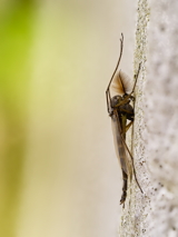 Another fly on a wall