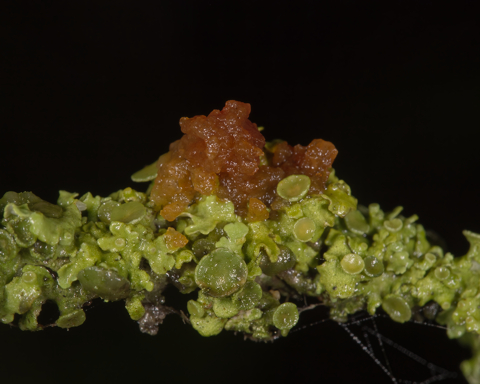 Amber Jelly