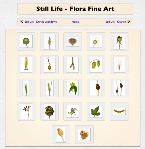 Still Life - Flora Fine Art