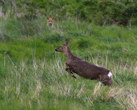 Between a Fox and a Long Lens