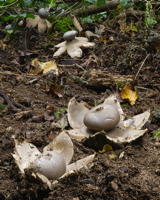 Sessile Earthstar