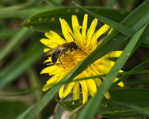 Unknown Bee on Dandelion