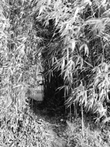 Sausmarez Bamboo