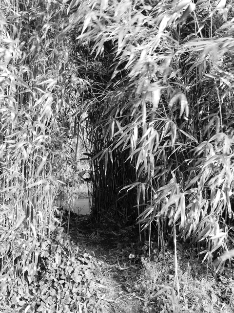 Sausmarez Bamboo