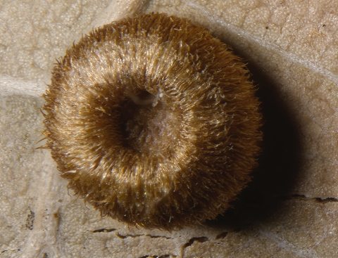 Wasp  Gall on Oak Leaf