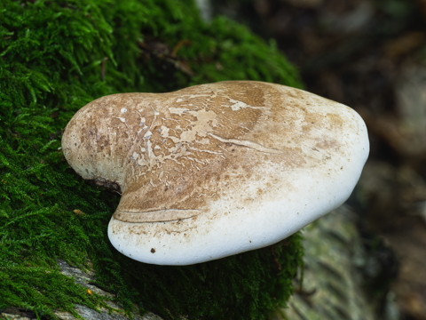 Birch Polypore