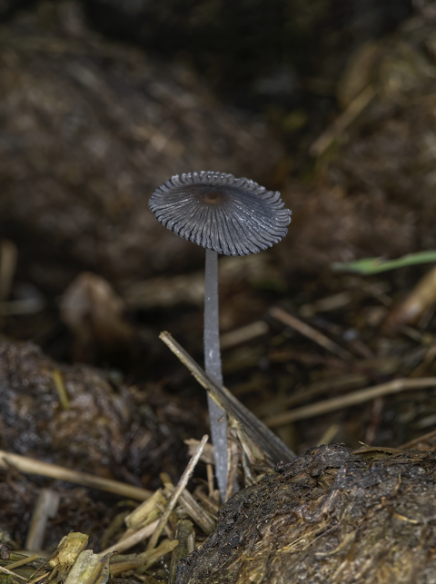 Haresfoot Inkcap
