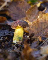 Bluefoot Bolete