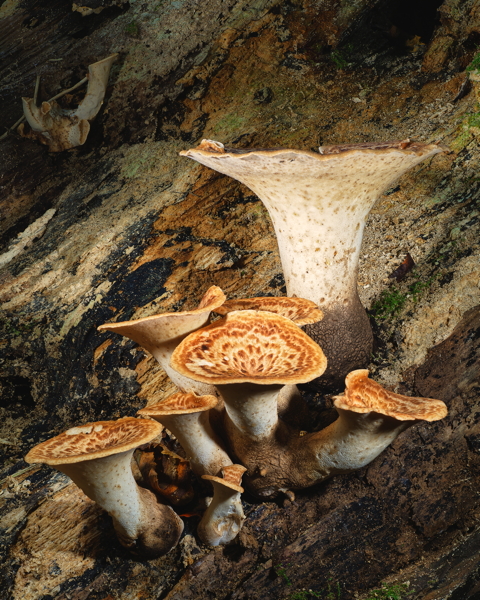 Dryads Saddle