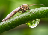 Non Biting Midge on a leaf