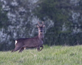 Roe Deer