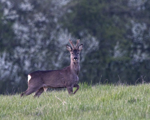 Roe Deer