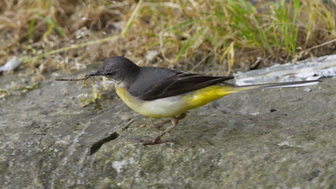 A yellow wagtail on the edge of the canal grabbing a blue damselfly out of the air, without taking off