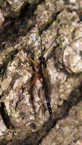 Black Slip Wasp Male