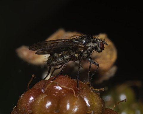 Fly on Bramble