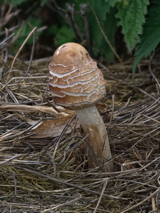 Shaggy Parasol