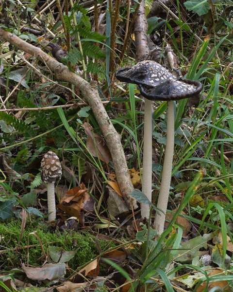 Magpie Inkcap