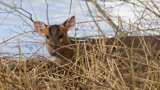 Moses the Muntjac