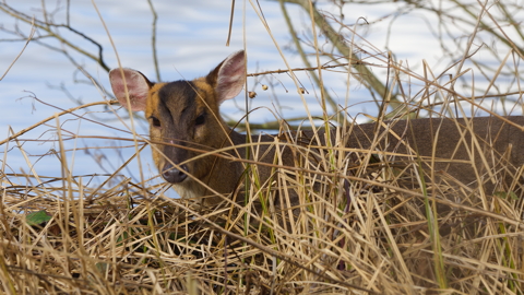 Moses the Muntjac