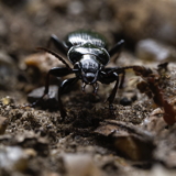 Black Ground Beetle