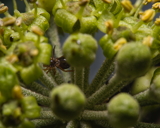 Hide and Seek in the Ivy