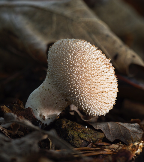 Common Puffball