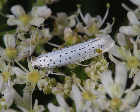 Ermine Moth