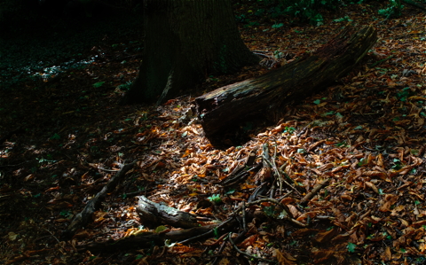 Dead Log