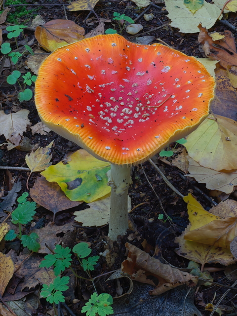 Fly Agaric