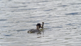 Grebe and Crayfish