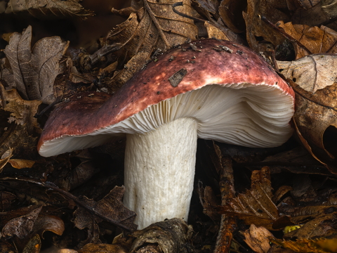 Gilded Brittlegill